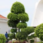 Beautiful topiary garden with a modern architectural backdrop, captured on a sunny day.