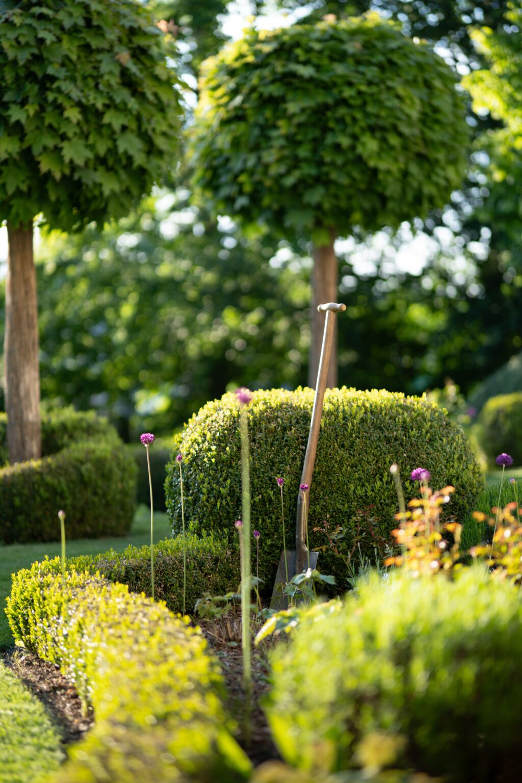 Beautiful pink zinnia flowers blooming in a leafy, garden environment during spring.